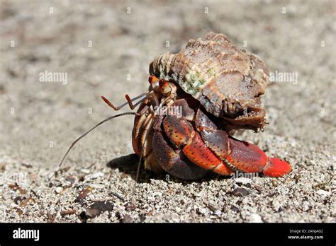 Caribbean hermit crab .